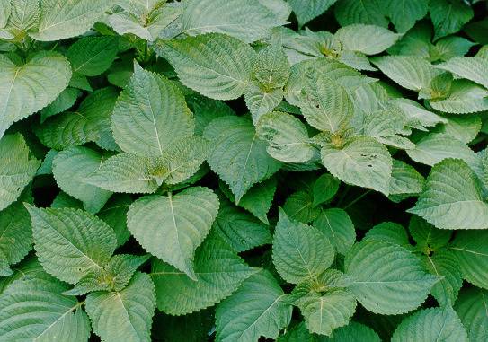 의외로 한국에서만 먹는다는 두가지 식재료 ㄷㄷ | 인스티즈