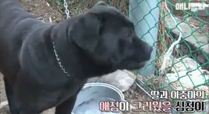 여자보면 쓰러지는 개 이야기 | 인스티즈