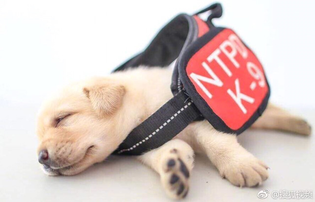 대륙의 신입 경찰견들 | 인스티즈