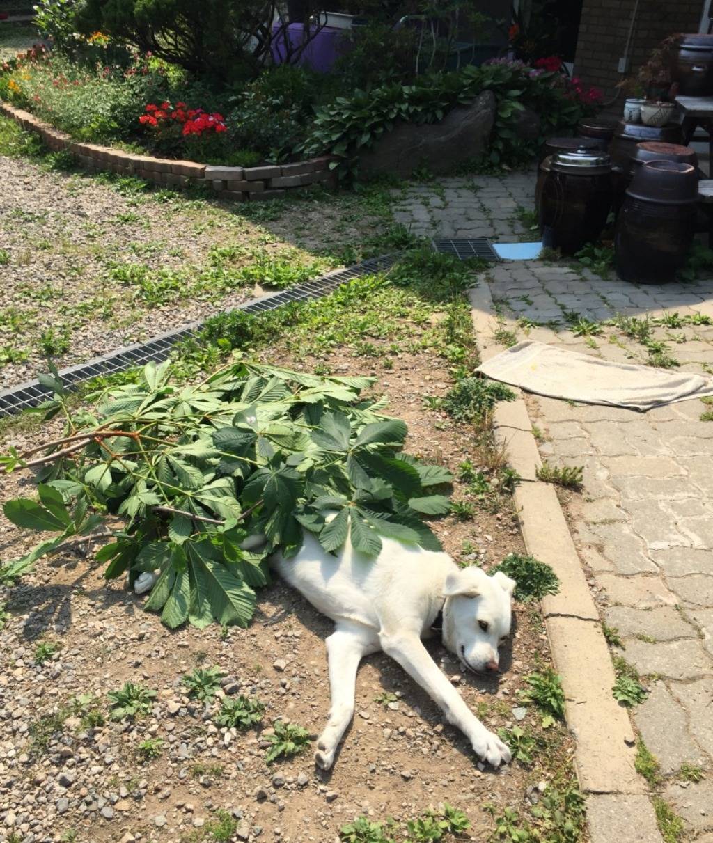 나뭇잎 이불 덮고 시원하게 낮잠자는 댕댕이 | 인스티즈