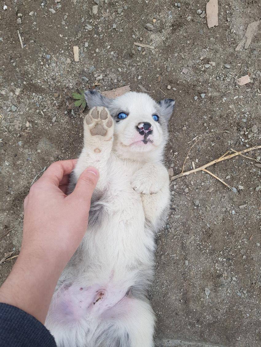 신기하게 생긴 시골강아지..jpg | 인스티즈