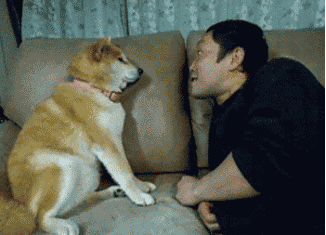 무슨생각으로 사는지 궁금한 강아지 원탑 | 인스티즈