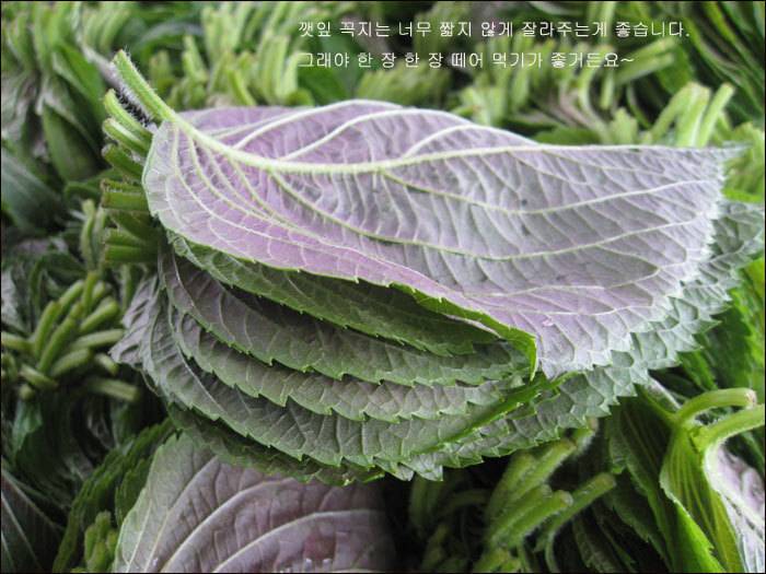 의외로 한국에서만 먹는다는 두가지 식재료 ㄷㄷ | 인스티즈