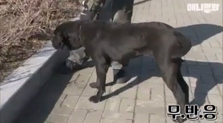 여자보면 쓰러지는 개 이야기 | 인스티즈