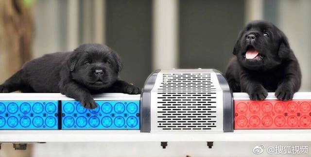 대륙의 신입 경찰견들 | 인스티즈