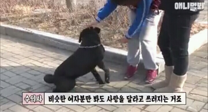 여자보면 쓰러지는 개 이야기 | 인스티즈