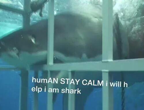 닝겐을 구해주려는 상어(진짜 상어사진 주의) | 인스티즈