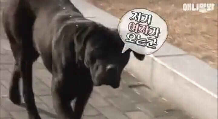 여자보면 쓰러지는 개 이야기 | 인스티즈