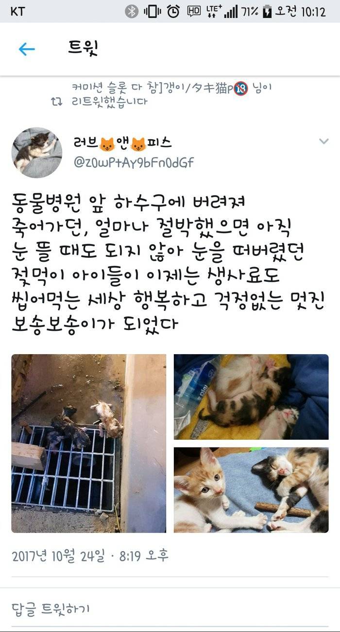 동물병원 앞 하수구에 버려진 아기 고양이들 | 인스티즈