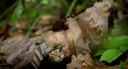 세상이 신기한 애기 삵 | 인스티즈