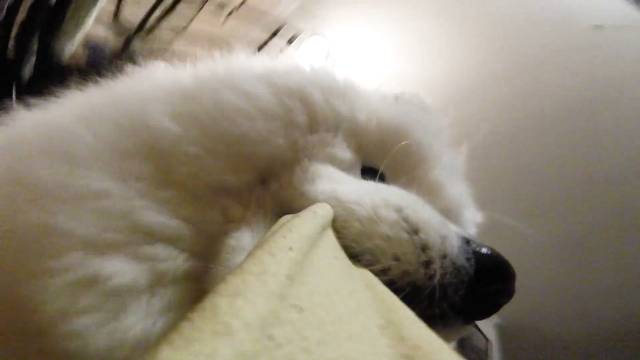 동글동글 도톰하고 귀여운 댕댕이 부리 볼래? | 인스티즈