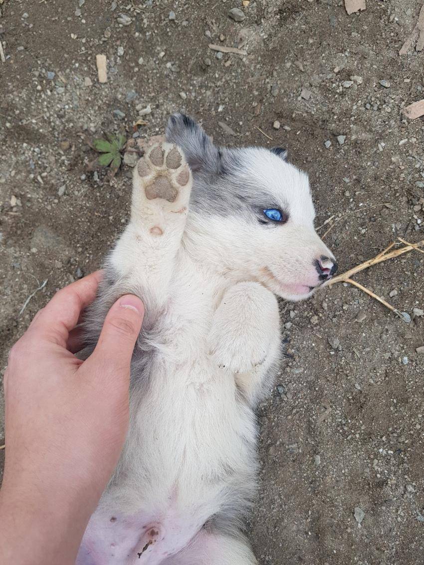 신기하게 생긴 시골강아지..jpg | 인스티즈