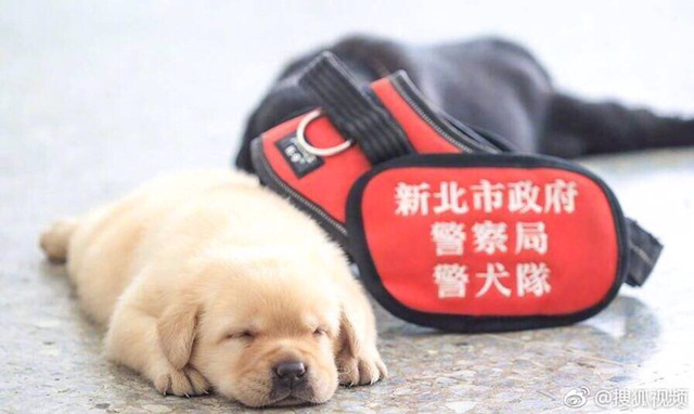 대륙의 신입 경찰견들 | 인스티즈