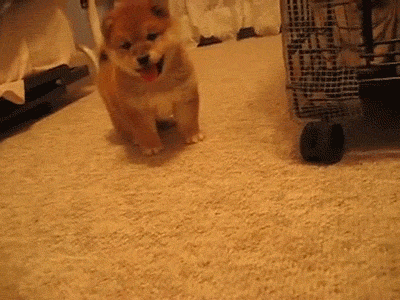 무슨생각으로 사는지 궁금한 강아지 원탑 | 인스티즈