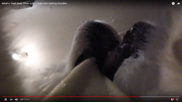 동글동글 도톰하고 귀여운 댕댕이 부리 볼래? | 인스티즈