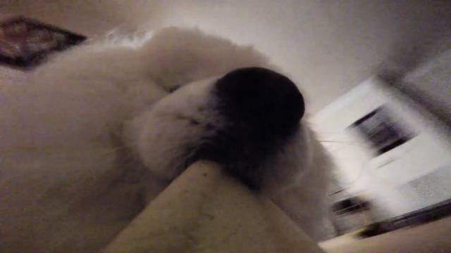 동글동글 도톰하고 귀여운 댕댕이 부리 볼래? | 인스티즈