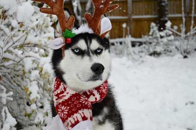크리스마스 사진찍을 기분이 아닌 허스키 | 인스티즈