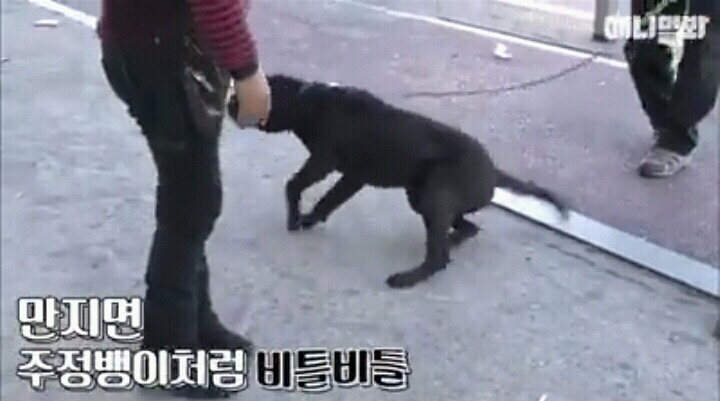 여자보면 쓰러지는 개 이야기 | 인스티즈