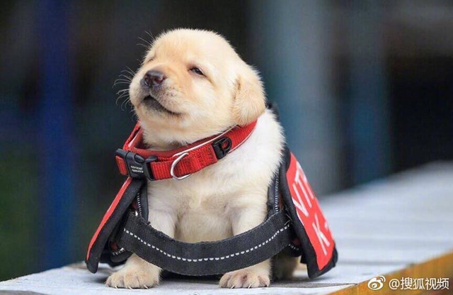 대륙의 신입 경찰견들 | 인스티즈