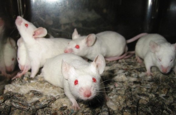 지난 10년 간 가장 인상적이었던 과학적 성과 베스트 10 | 인스티즈