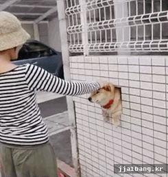 무슨생각으로 사는지 궁금한 강아지 원탑 | 인스티즈