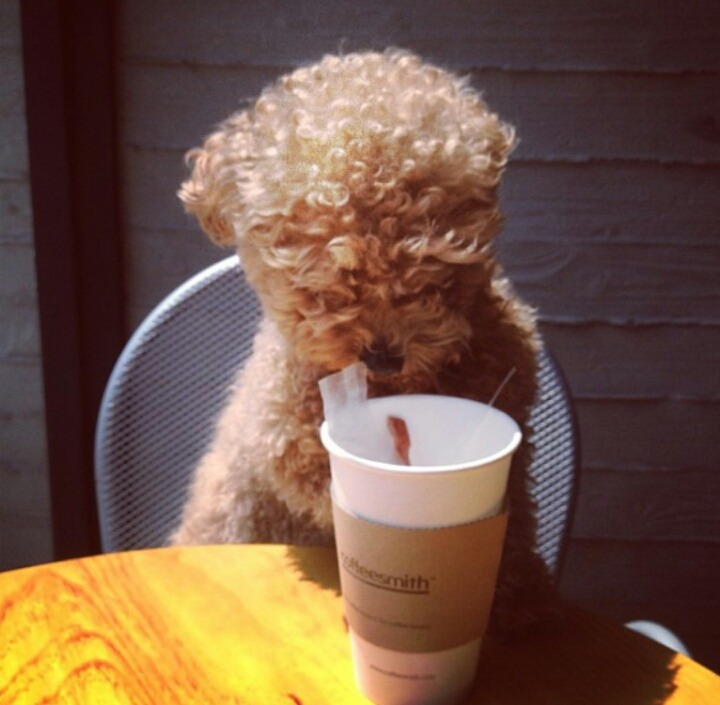 개이름 지을 때 참고 | 인스티즈