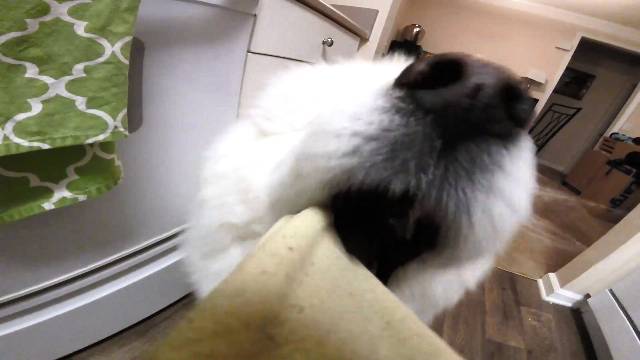 동글동글 도톰하고 귀여운 댕댕이 부리 볼래? | 인스티즈