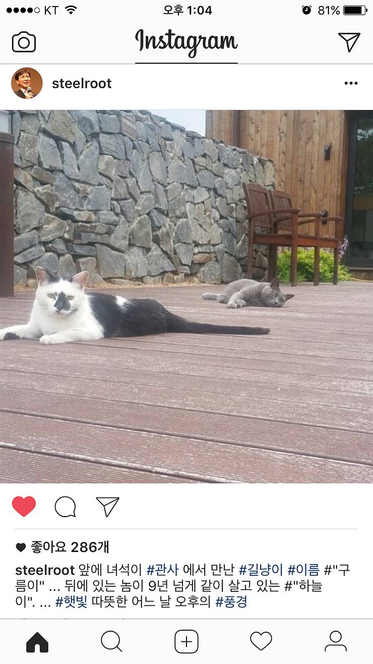 냥집사들 &#128049; (사진 엄청많음 주의) | 인스티즈