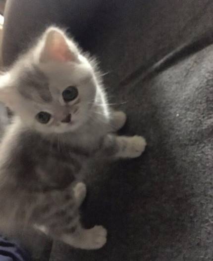 냥집사들 &#128049; (사진 엄청많음 주의) | 인스티즈