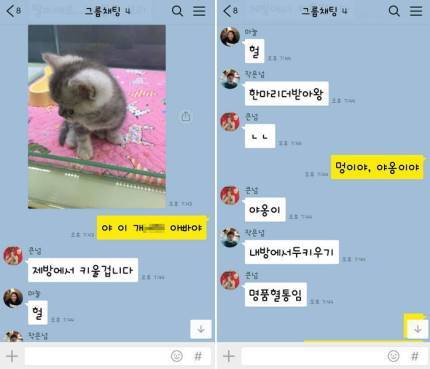 냥집사들 &#128049; (사진 엄청많음 주의) | 인스티즈