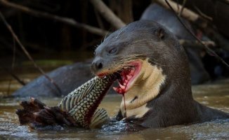 남미 수달ㄷㄷ | 인스티즈