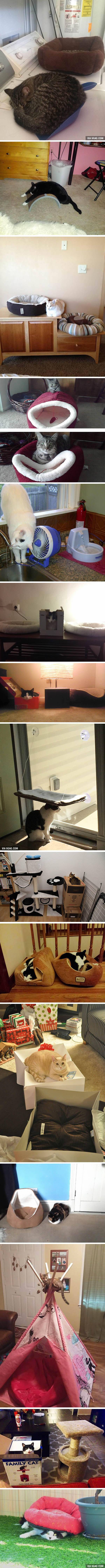 고양이 행동심리.jpg | 인스티즈