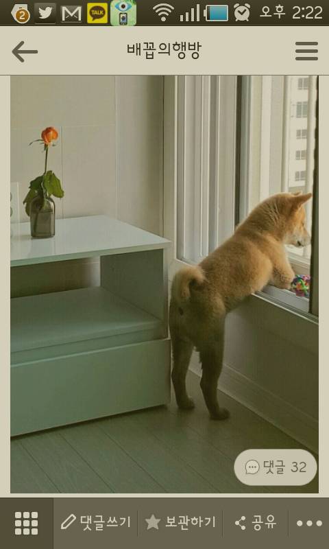 강아지 안키우는 사람들이 강아지 똥꼬에 대해 하는 오해 | 인스티즈