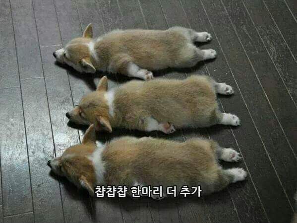 웰시코기 굽기.JPG | 인스티즈