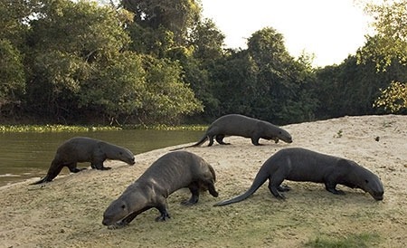 남미 수달ㄷㄷ | 인스티즈