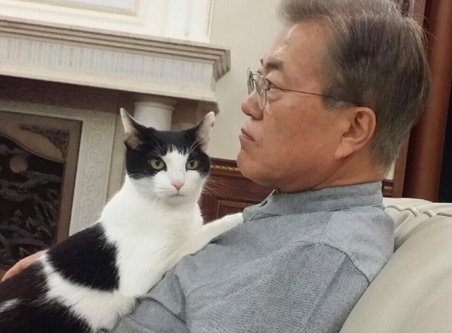 냥집사들 &#128049; (사진 엄청많음 주의) | 인스티즈