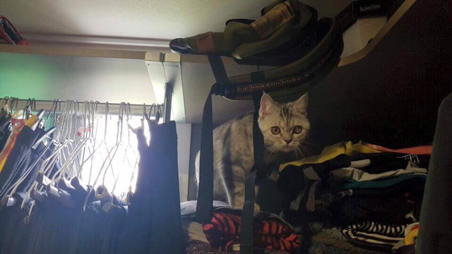 냥집사들 &#128049; (사진 엄청많음 주의) | 인스티즈