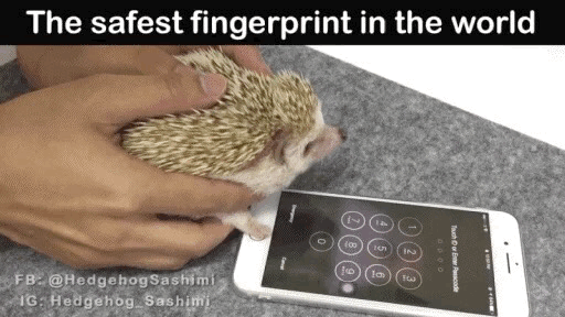 고슴도치가 아이폰 지문인식 등록하기 | 인스티즈