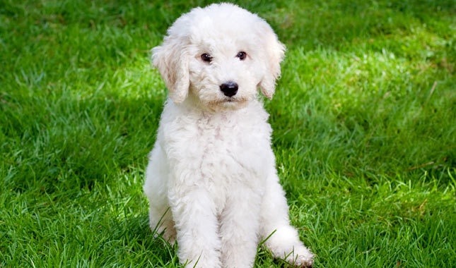 견종 이야기 - 푸들 | 인스티즈