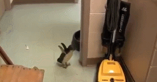 좋아하는 사육사를 찾은 펭귄 | 인스티즈