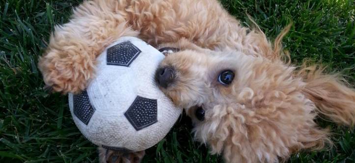 견종 이야기 - 푸들 | 인스티즈