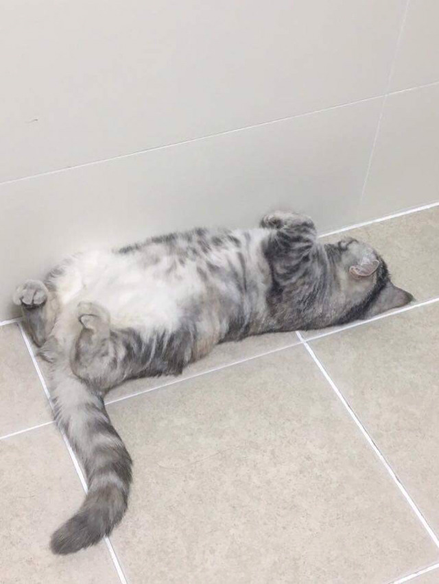 냥집사들 &#128049; (사진 엄청많음 주의) | 인스티즈