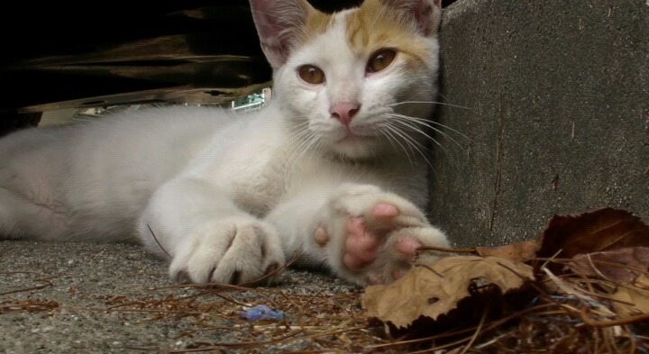 걸어다니는 인간 캣닢 유튜버 | 인스티즈