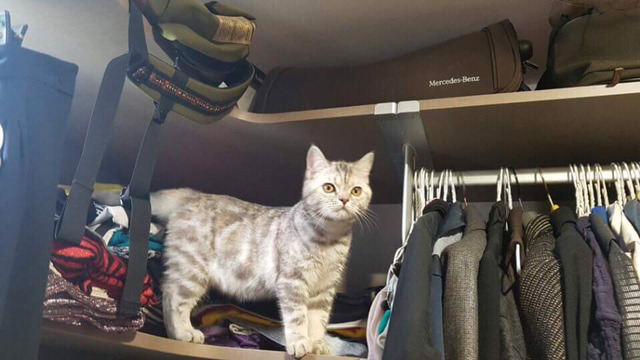 냥집사들 &#128049; (사진 엄청많음 주의) | 인스티즈