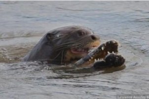 남미 수달ㄷㄷ | 인스티즈