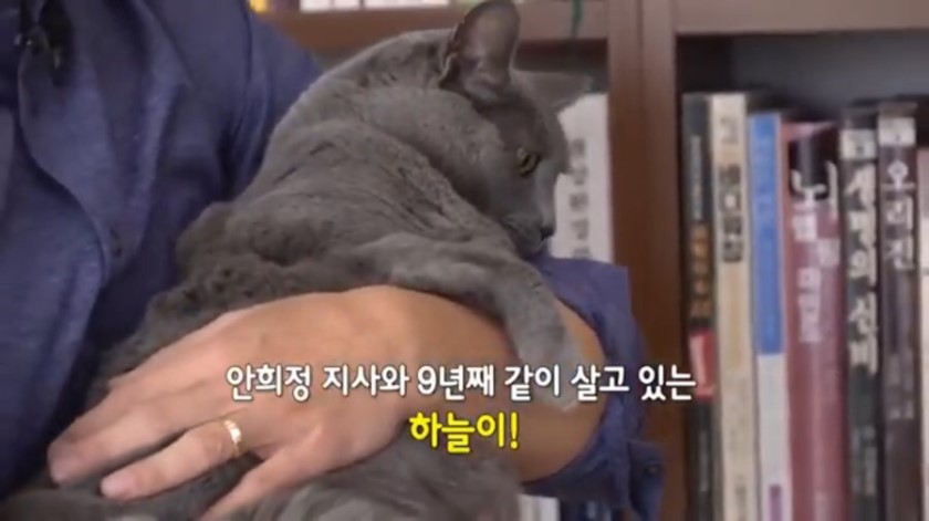 냥집사들 &#128049; (사진 엄청많음 주의) | 인스티즈
