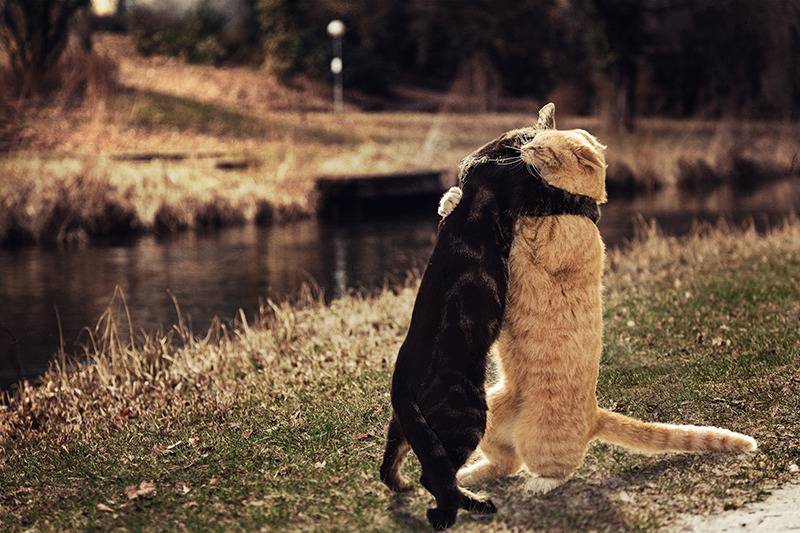 고양이는 사랑꾼이다냥 | 인스티즈