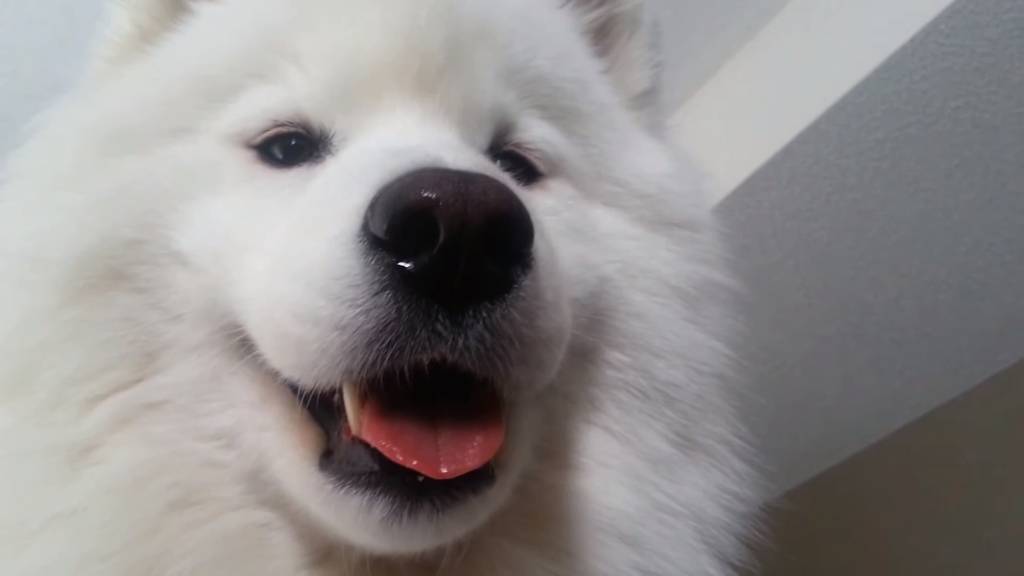 사모예드 가까이서 볼래?? | 인스티즈