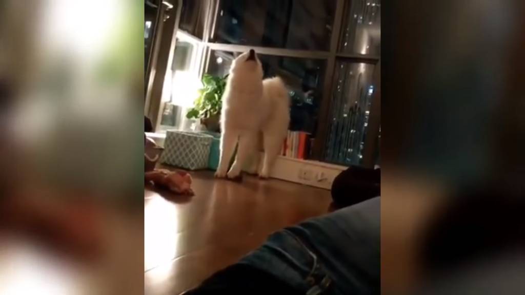 털뚠뚠 댕댕이 노래 듣고가줘 | 인스티즈