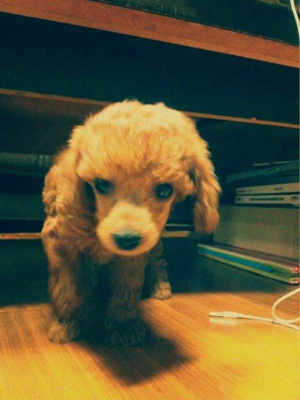 SS501 김형준에 이은 2AM 임슬옹ver 개사기 | 인스티즈